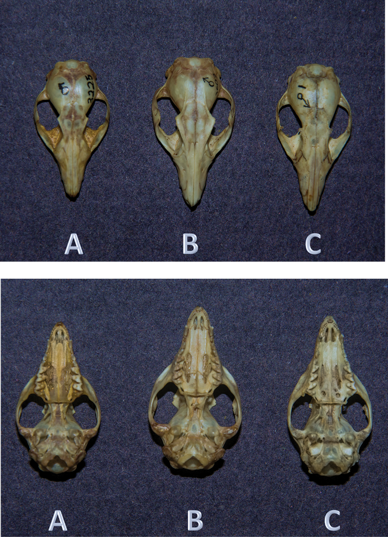 Figura 2 vistas dorsal y ventral del cráneo
