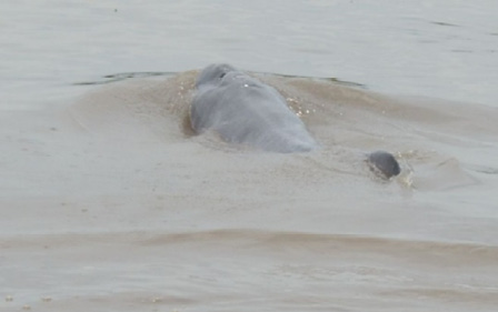 C:\FOTOS_Federico\MUESTREO PUERTO GAITAN 2014\Fotos Puerto Gaitán Salida 2 (15-18 de mayo)\Delfines\DSC_0513.JPG