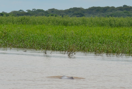 C:\FOTOS_Federico\MUESTREO PUERTO GAITAN 2014\Fotos Puerto Gaitán Salida 2 (15-18 de mayo)\Delfines\DSC_0432.JPG