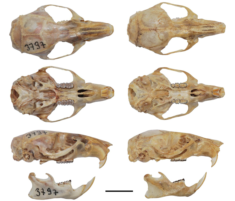 Figura 2.jpg