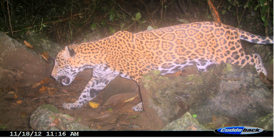 d:\Users\Usuario\Pictures\MAMIFEROS2\CHIMAS-2012\Jaguar Jobo.JPG