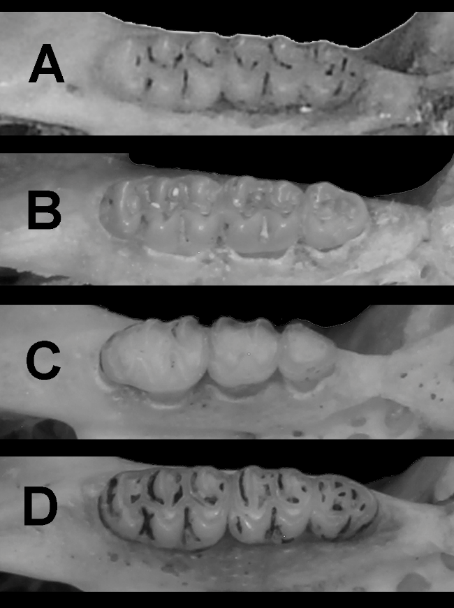 G:\Publicaciones\Distribucion _  Redescubrimineto de Oryzomys fulgens\Figura\- Figura 5_bis.png