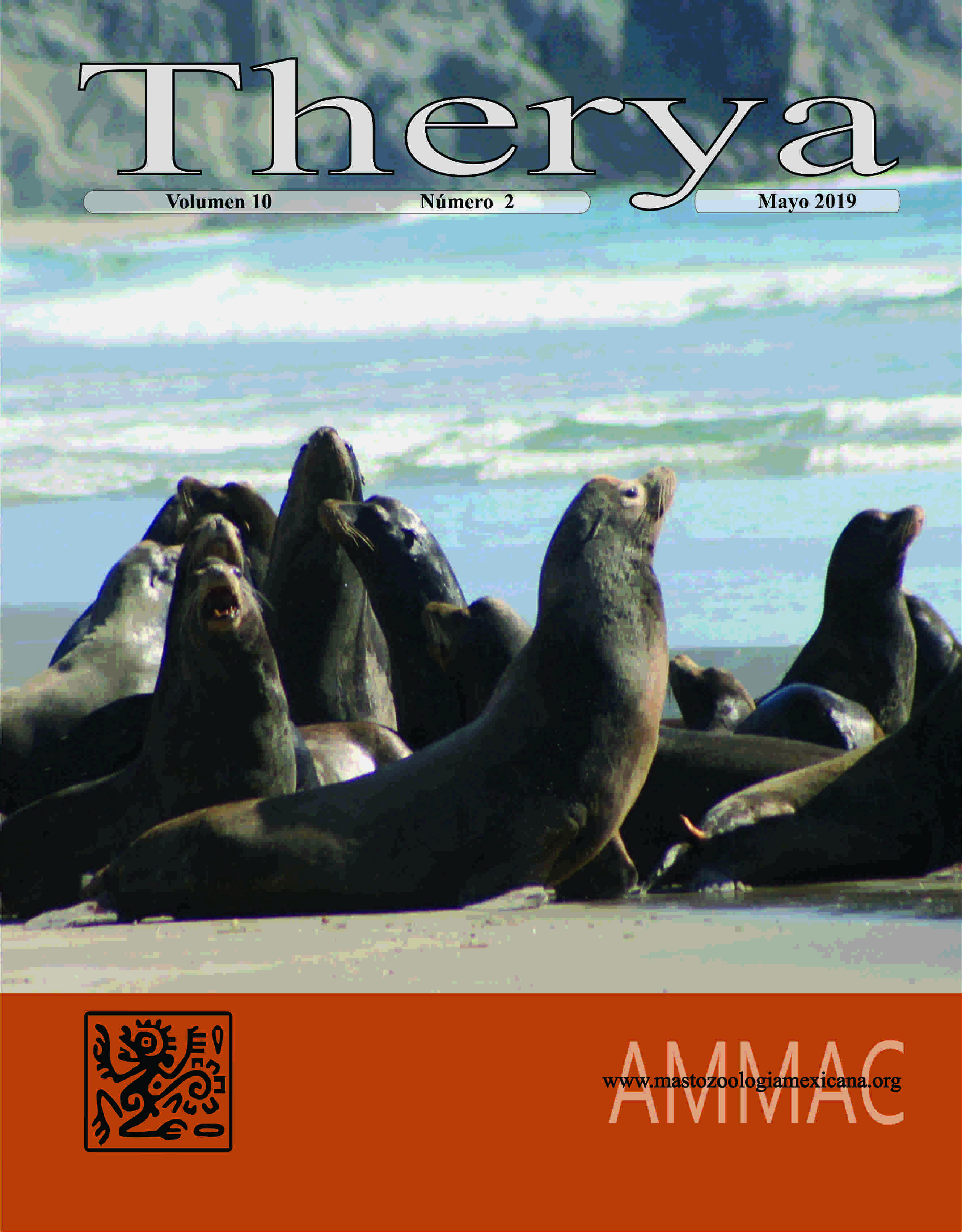 Colonia reproductiva de lobos marino (Zalopus californicus) en la costa del Pacífico de la isla Margarita, Baja California Sur.  Se observa como el macho del grupo vigila y se coloca entre los extraños al grupo y las hembras con crías (Fotografía Sergio T